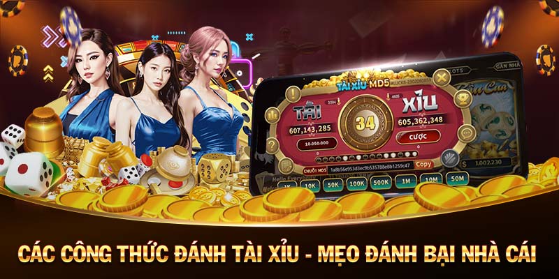 sodo casino coi đá gà trực tiếp casino 🎰